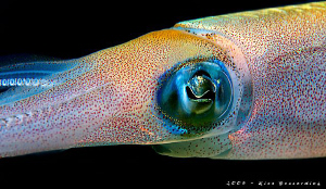 Squid. It was an 60 min "photo session" with this squid. ... by Rico Besserdich 